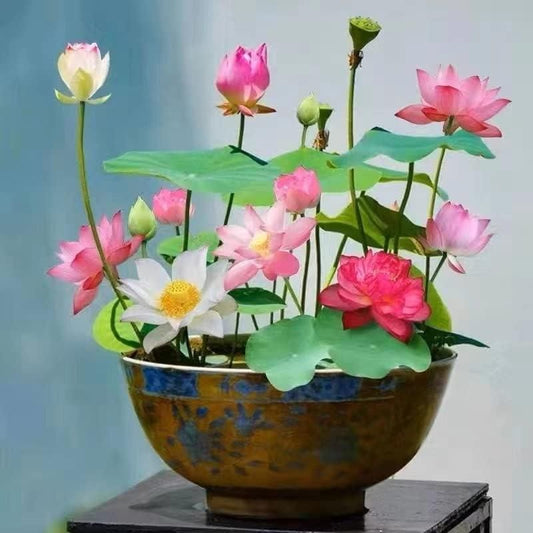 Bonsai Lotus Flower Seeds – Premium Quality, Easy to Grow (Pack of 50 or 100)