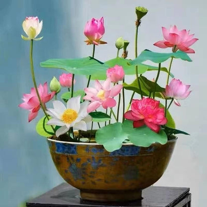 Bonsai Lotus Flower Seeds – Premium Quality, Easy to Grow (Pack of 50 or 100)