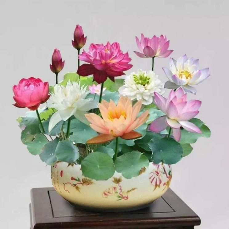 Bonsai Lotus Flower Seeds – Premium Quality, Easy to Grow (Pack of 50 or 100)
