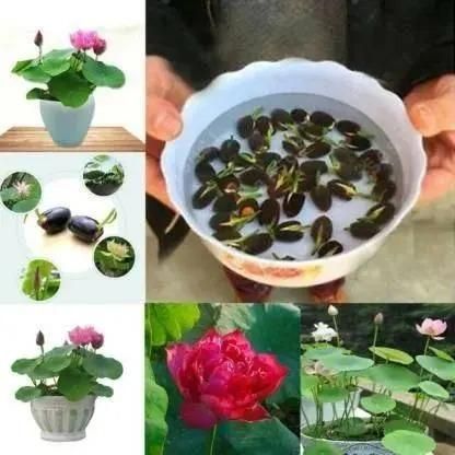 Bonsai Lotus Flower Seeds – Premium Quality, Easy to Grow (Pack of 50 or 100)